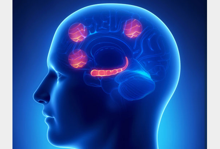 cerveau