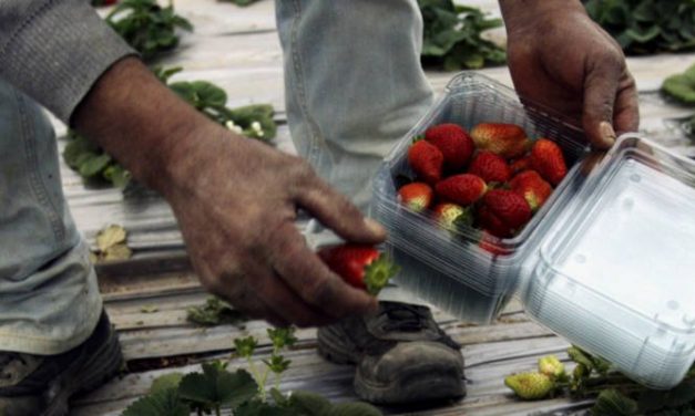 Israël aide les agriculteurs de Gaza à exporter leurs fraises au Royaume-Uni et dans les États du Golfe