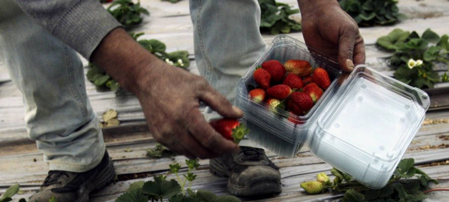 Israël aide les agriculteurs de Gaza à exporter leurs fraises au Royaume-Uni et dans les États du Golfe