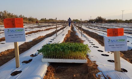 SaliCrop, LA FIRME ISRAÉLIENNE trouve une solution  à salinité des terres AGRICOLES