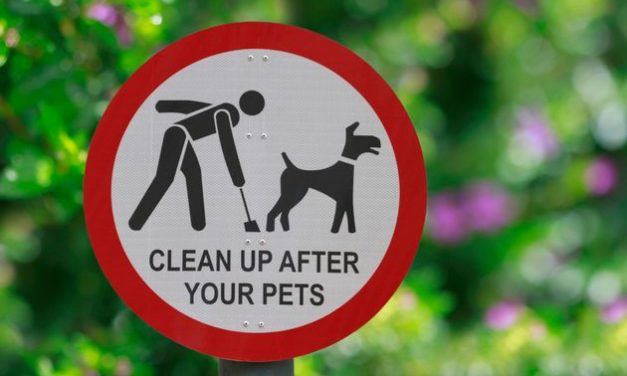 la Ville de Tel Aviv va analyser les crottes de chien pour pénaliser les maîtres négligents